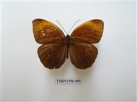 藏品(串珠環蝶)的圖片